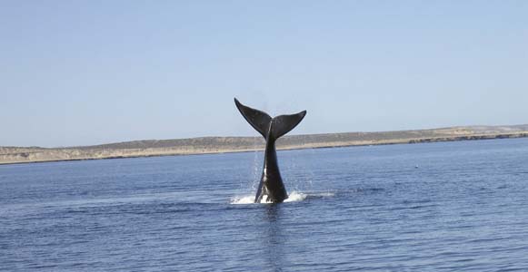balena in immersione