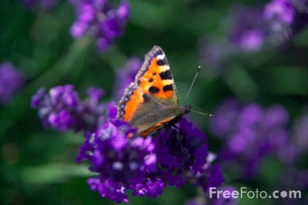 farfalla su un fiore viola