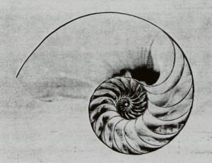 fibonacci numeri e natura